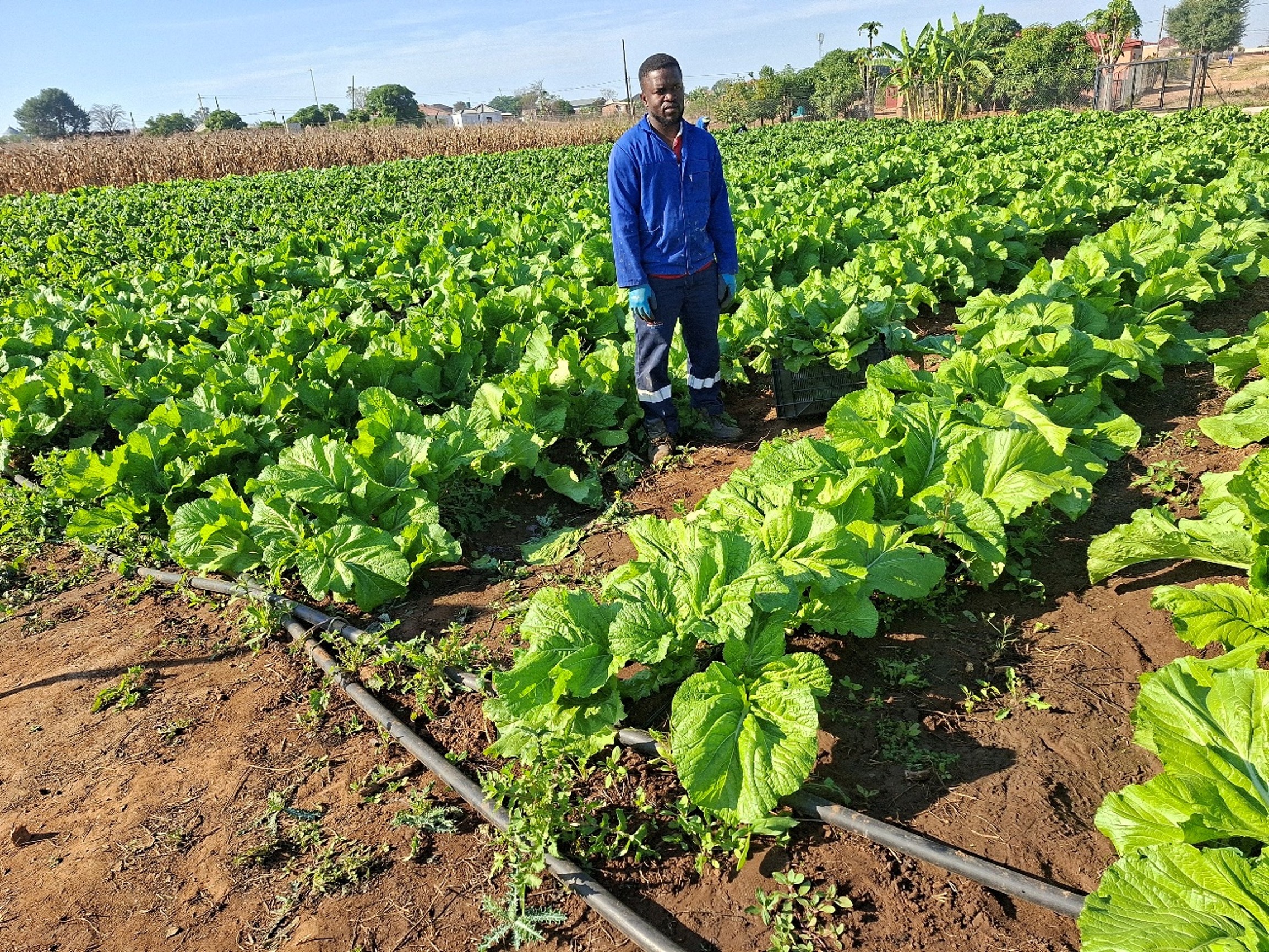 Hlahla Manganyi, a young farmers, who defied all odds by creating employment to self and others.